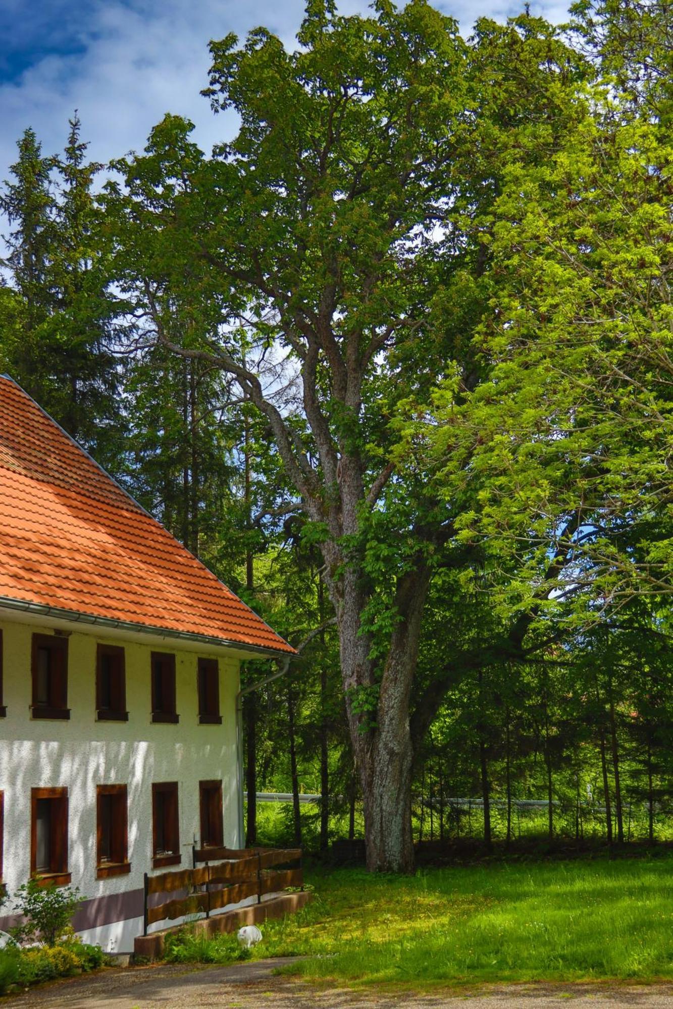 Schwarzwald Escape Guest House Gorwihl Exterior foto